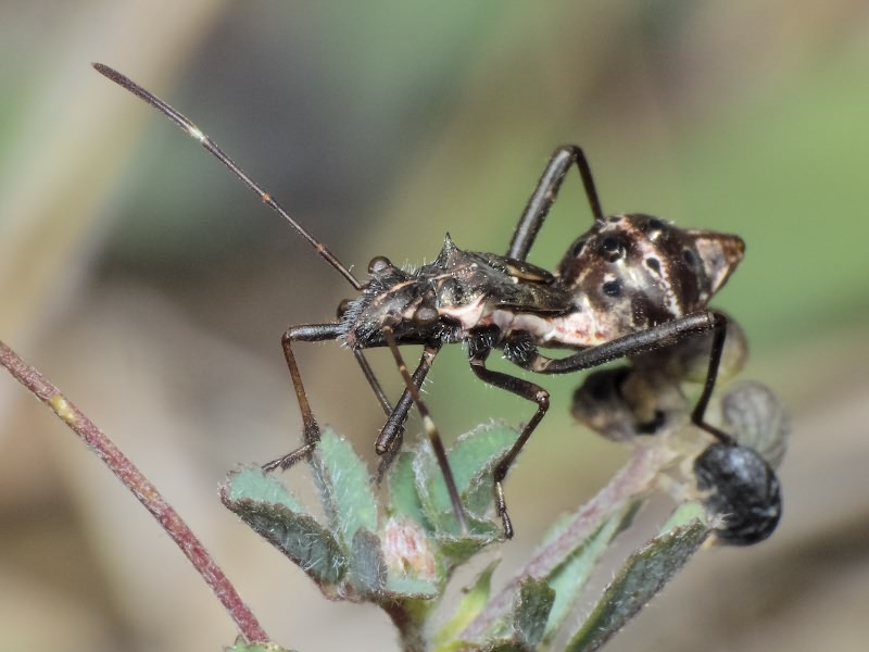 Camptopus lateralis (Germar, 1817)